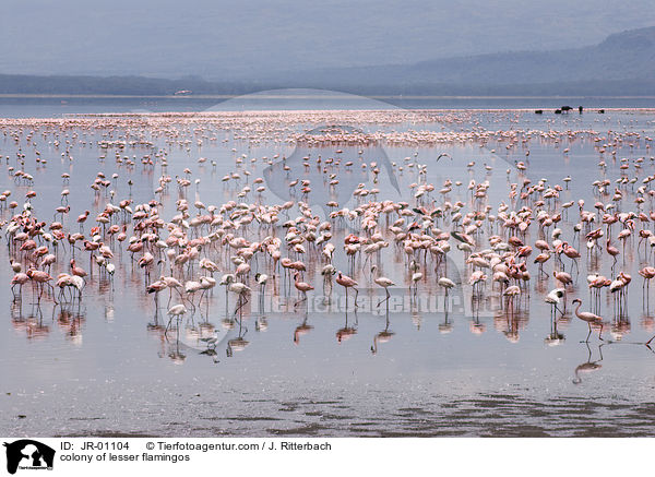 colonyof lesser flamingos / JR-01104